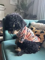 Denim, a male Miniature Bernedoodle for sale in Waldorf, MD – 2 of 4