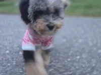 Matcha, a female Miniature Bernedoodle for sale in Waldorf, MD – 5 of 7