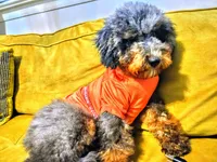 Teddy, a male Poodle - Miniature  and Miniature Bernedoodle for sale in Waldorf, MD – 6 of 6