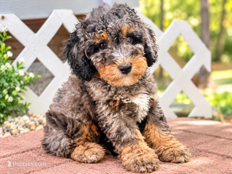Teddy – Miniature Bernedoodle puppy for sale in Waldorf, MD