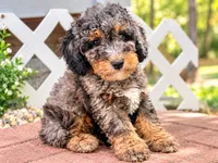 Teddy, a male Miniature Bernedoodle for sale in Waldorf, MD – 1 of 5