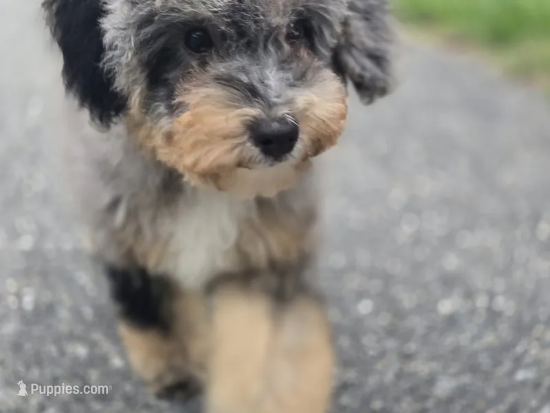 Matcha – Miniature Bernedoodle puppy for sale in Waldorf, MD