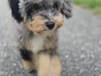 Matcha, a female Miniature Bernedoodle for sale in Waldorf, MD – 1 of 7