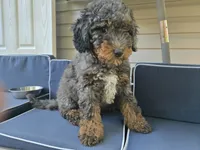 Teddy, a male Miniature Bernedoodle for sale in Waldorf, MD – 2 of 5