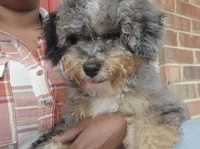 Matcha, a female Miniature Bernedoodle for sale in Waldorf, MD – 3 of 7