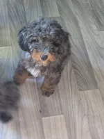 Teddy, a male Miniature Bernedoodle for sale in Waldorf, MD – 4 of 5