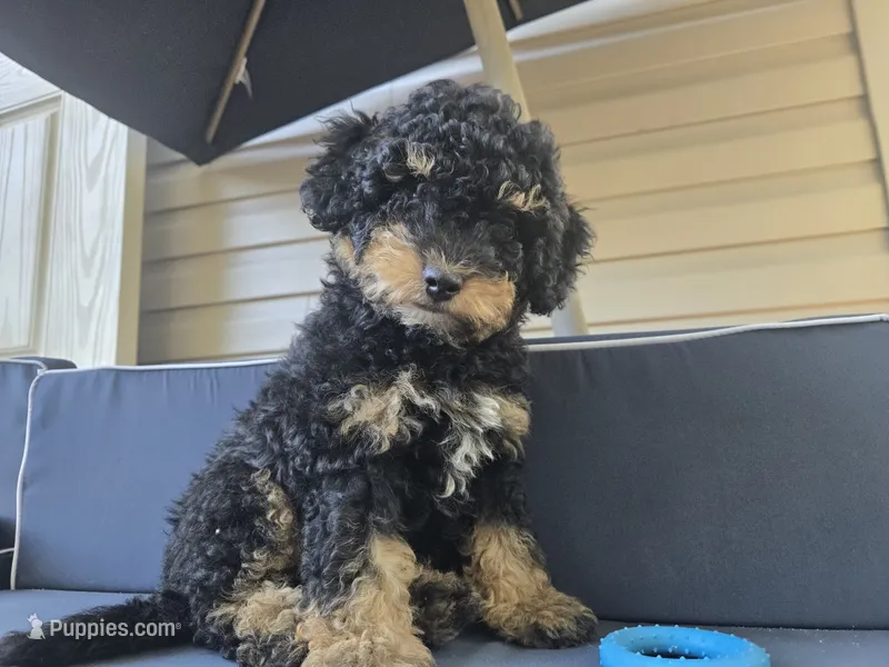Denim – Miniature Bernedoodle puppy for sale in Waldorf, MD