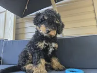 Denim, a male Miniature Bernedoodle for sale in Waldorf, MD – 1 of 4