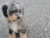 Matcha, a female Miniature Bernedoodle for sale in Waldorf, MD – 7 of 7