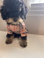 Denim, a male Miniature Bernedoodle for sale in Waldorf, MD – 3 of 4