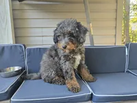 Teddy, a male Miniature Bernedoodle for sale in Waldorf, MD – 3 of 5