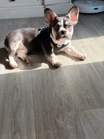 Sophie, a female French Bulldog for sale in Waite Park, MN – 2 of 2