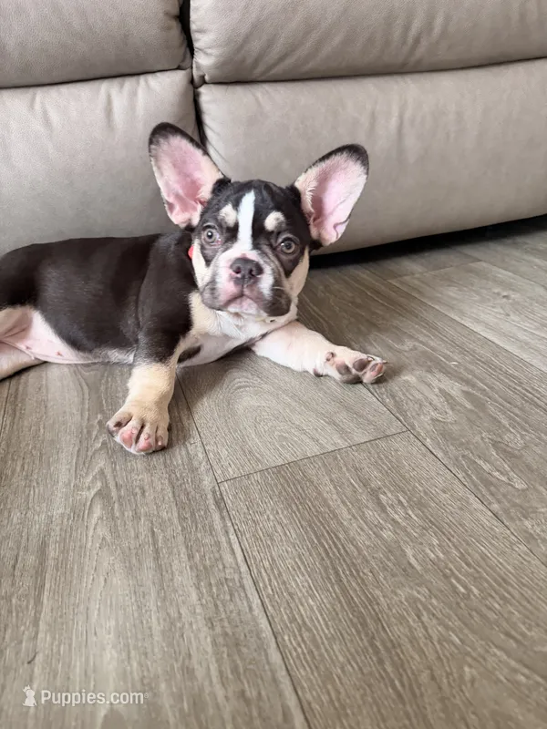 Sophie – French Bulldog puppy for sale in Waite Park, MN