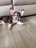 Sophie, a female French Bulldog for sale in Waite Park, MN – 1 of 2