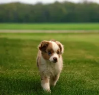 Rusty, a male Miniature American Shepherd for sale in Carey, OH – 5 of 7