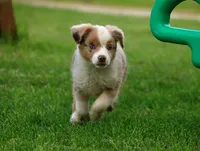 Rusty, a male Miniature American Shepherd for sale in Carey, OH – 6 of 7