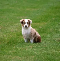 Rusty, a male Miniature American Shepherd for sale in Carey, OH – 2 of 7