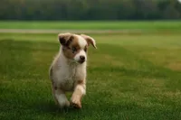 Rusty, a male Miniature American Shepherd for sale in Carey, OH – 7 of 7