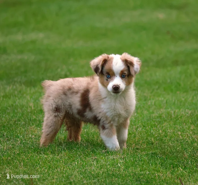 Rusty – Miniature American Shepherd puppy for sale in Carey, OH
