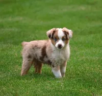 Rusty, a male Miniature American Shepherd for sale in Carey, OH – 3 of 7