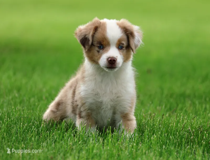 Rusty – Miniature American Shepherd puppy for sale in Carey, OH