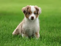 Rusty, a male Miniature American Shepherd for sale in Carey, OH – 1 of 7