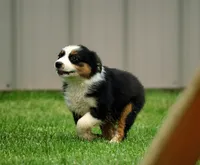 Betty, a female Miniature American Shepherd for sale in Carey, OH – 4 of 4