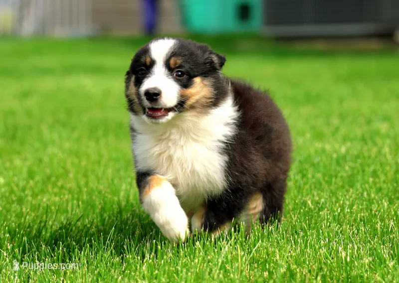 Betty – Miniature American Shepherd puppy for sale in Carey, OH