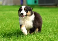 Betty, a female Miniature American Shepherd for sale in Carey, OH – 2 of 4