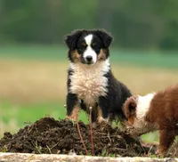 Betty, a female Miniature American Shepherd for sale in Carey, OH – 3 of 4
