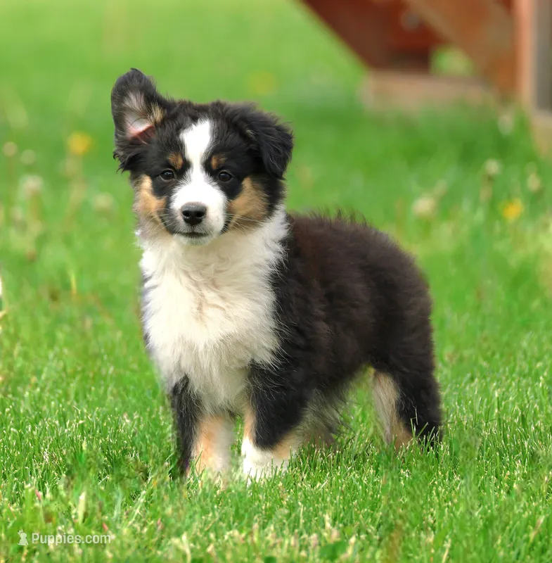 Betty – Miniature American Shepherd puppy for sale in Carey, OH