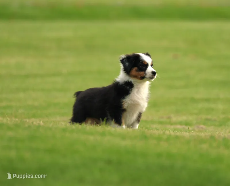 Pocket Rocket – Miniature American Shepherd puppy for sale in Carey, OH