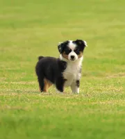 Pocket Rocket, a male Miniature American Shepherd for sale in Carey, OH – 2 of 5