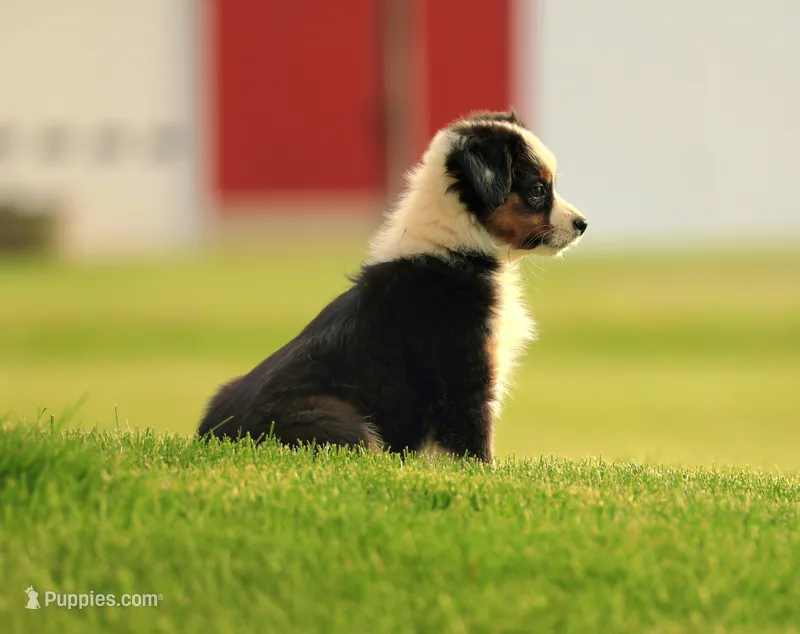 Pocket Rocket – Miniature American Shepherd puppy for sale in Carey, OH