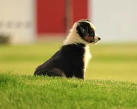 Pocket Rocket, a male Miniature American Shepherd for sale in Carey, OH – 3 of 5