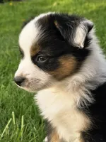 Pocket Rocket, a male Miniature American Shepherd for sale in Carey, OH – 4 of 5