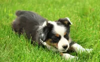 Pocket Rocket, a male Miniature American Shepherd for sale in Carey, OH – 5 of 5