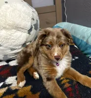 Lainey Jade , a female Toy Australian Shepherd for sale in Camano Island, WA – 7 of 8