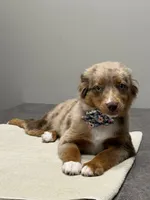 Lainey Jade , a female Toy Australian Shepherd for sale in Camano Island, WA – 1 of 8