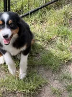 Waylon, a male Toy Australian Shepherd for sale in Camano Island, WA – 6 of 8