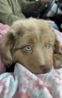 Lainey Jade , a female Toy Australian Shepherd for sale in Camano Island, WA – 6 of 8