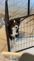 Waylon, a male Toy Australian Shepherd for sale in Camano Island, WA – 4 of 8