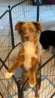 Lainey Jade , a female Toy Australian Shepherd for sale in Camano Island, WA – 3 of 8