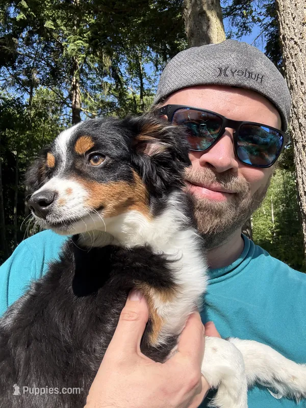 Waylon – Toy Australian Shepherd puppy for sale in Camano Island, WA