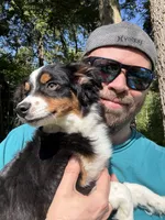 Waylon, a male Toy Australian Shepherd for sale in Camano Island, WA – 1 of 8