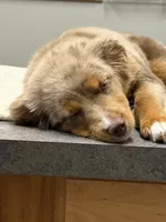Lainey Jade , a female Toy Australian Shepherd for sale in Camano Island, WA – 4 of 8