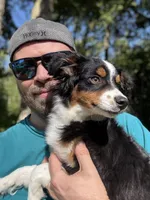 Waylon, a male Toy Australian Shepherd for sale in Camano Island, WA – 7 of 8