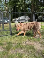Lainey Jade , a female Toy Australian Shepherd for sale in Camano Island, WA – 2 of 8