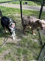 Waylon, a male Toy Australian Shepherd for sale in Camano Island, WA – 5 of 8