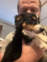 Waylon, a male Toy Australian Shepherd for sale in Camano Island, WA – 3 of 8